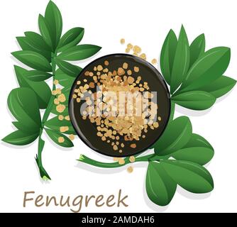 Methi, semi fenugreek immagine vettoriale su sfondo bianco. Immagine isolata. Illustrazione Vettoriale