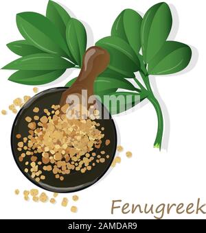 Methi, semi fenugreek immagine vettoriale su sfondo bianco. Immagine isolata. Illustrazione Vettoriale