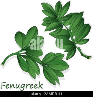 Methi, fenugreek lascia l'illustrazione vettoriale su sfondo bianco. Immagine isolata. Illustrazione Vettoriale