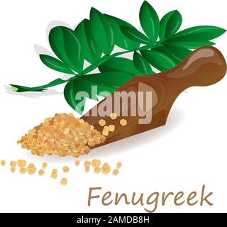 Methi, semi fenugreek immagine vettoriale su sfondo bianco. Immagine isolata. Illustrazione Vettoriale