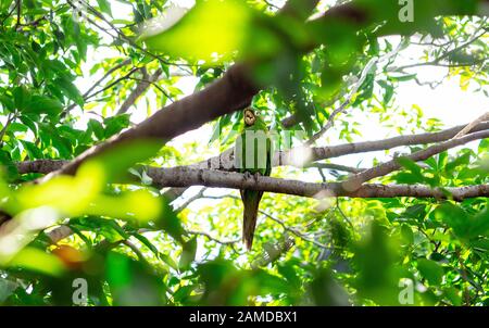 Verde pappagallo camouflage su un albero Foto Stock