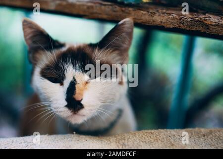 Gatto bianco. Kitty primo piano ritratto estivo. Foto Stock