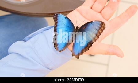 Grande farfalla blu si siede su una mano maschio. Primo piano. Foto Stock