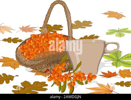 Tazza di tè di mare buckthorn sul piatto. Ramo di frutti di mare buckthorn con foglie. Immagine vettoriale impostata su sfondo bianco. Illustrazione Vettoriale