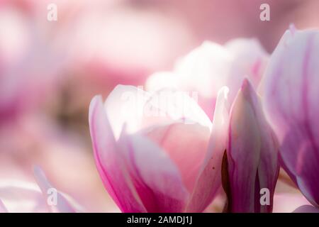 closeup di splendidi fiori di magnolia splendente fiorire in primavera. Foto di sfondo perfetta per il giorno della mamma e il giorno delle San Valentino con spazio per le copie. Foto Stock