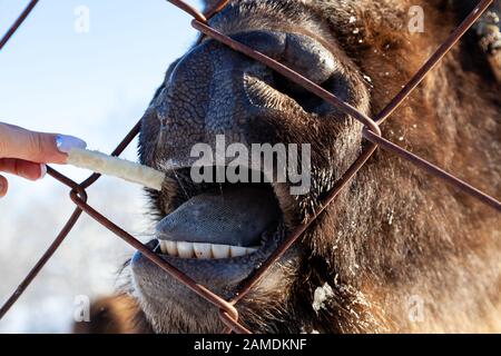 Un close-up sulle ganasce di un animale bull a Wall Street, una vacca, bison bloccato attraverso la recinzione di rete viene alimentata dalla mano con il pane. Agricoltura e f Foto Stock