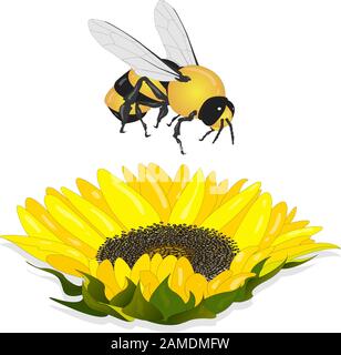 Girasole con ape su sfondo bianco. Agricoltura pianta di agricoltura. Immagine vettoriale. Illustrazione Vettoriale