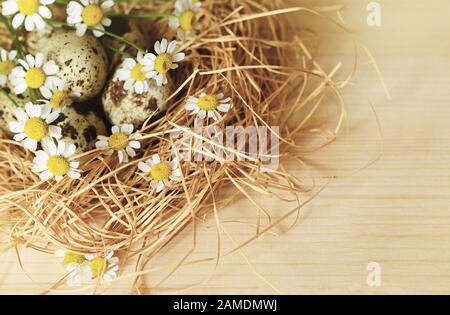 Uova di Quail e fiori di margherita in un nido di paglia su sfondo di legno beige Foto Stock