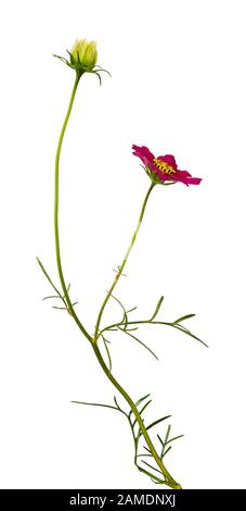 Cosmo viola fiore e germoglio isolato su bianco Foto Stock