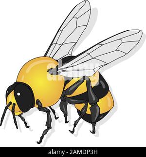 Immagine vettoriale di ape di miele su sfondo bianco. Illustrazione Vettoriale