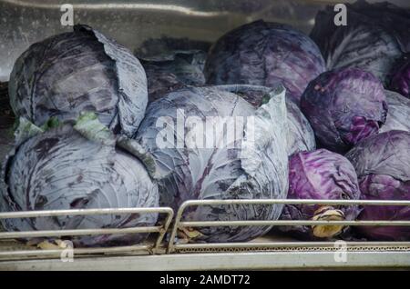 Cavoli rossi (Brassica oleracea) è una specie di cavolo, conosciuto anche come cavolo viola, kraut rosso, o kraut blu. Foto Stock