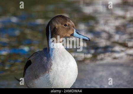 vista laterale un maschio nord pintail anatra (anas acuta) in luce del sole Foto Stock