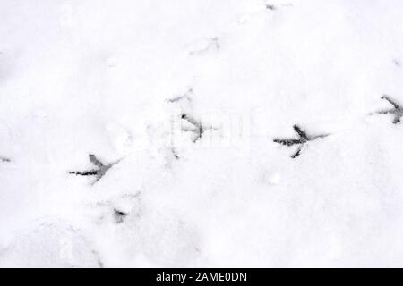 Tracce di zampe di uccello sulla neve. Sfondo invernale Foto Stock