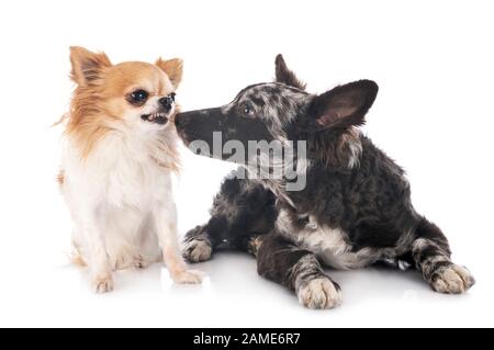 Cucciolo mudi e chihuahua davanti a uno sfondo bianco Foto Stock