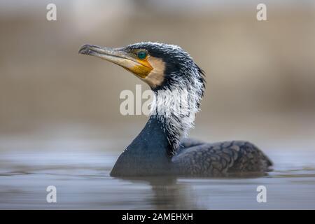 Grande cormorano (Phalacrocorax carbo) maschio in allevamento piumaggio al lago Di Csaj, Kiskunsagi Parco Nazionale, Pusztaszer, Ungheria. Febbraio. Questo grande nero Foto Stock