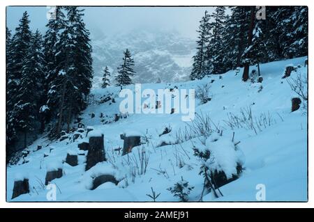 Uno splendido paesaggio invernale con maestosi abeti innevati che si innalzano in mezzo a una scena di alberi tagliati. Foto Stock