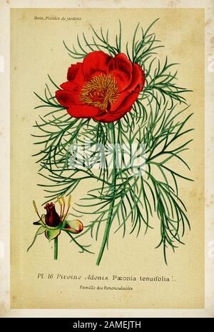 Paeonia tenuifolia è una specie erbacea di peonia chiamata 'Peonia fine-leaved', 'Peonia stretta', o 'peonia di steppe'. In inglese è a volte Foto Stock