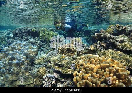 Snorkeler e bella barriera corallina sott'acqua nel Mar Rosso Foto Stock