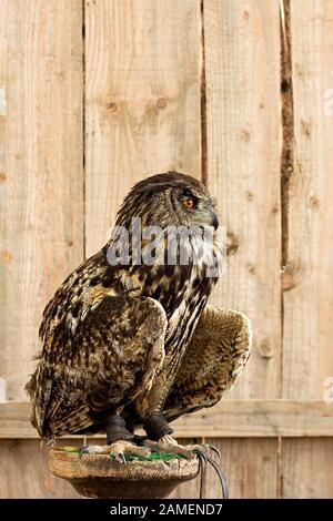 Gufo d'aquila eurasiatica seduto su una tribuna di legno, riposante Foto Stock