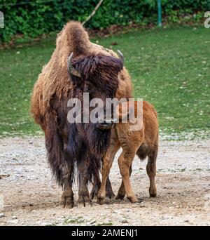 Bufalo americano noto come bisonti, Bos bison negli zoo Foto Stock