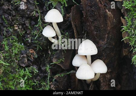 Psathyrella cernua, un fungo brittlestem su live lime tree in Finlandia Foto Stock