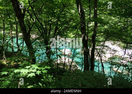 Vista della gola Dakigaeri o Dakigaeri Valle nella prefettura di Akita, Giappone, Asia. Giapponese popolare destinazione di viaggio con la foresta, fiume con acqua blu Foto Stock