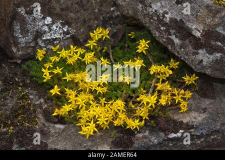 Mordere stonecrop, Sedum acre, a secco su un muro di pietra Yorkshire Dales. Foto Stock