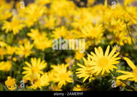 Bel gruppo di giallo daisy, Marguerite o marguerite daisy flower Foto Stock