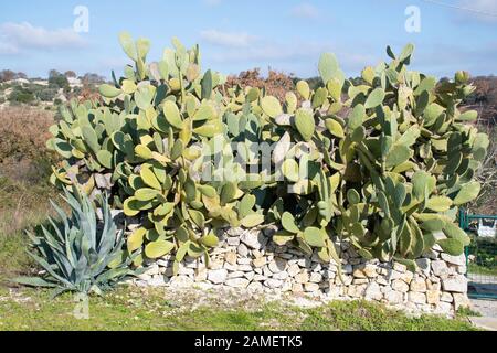 Big ficodindia impianto nei pressi di un secco muro di pietra e pianta di agave Foto Stock