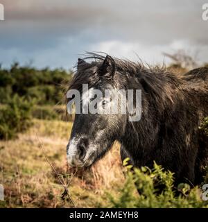 Wild Bodmin pony di pascolare su Goonzion Downs su Bodmin Moor in Cornovaglia. Foto Stock