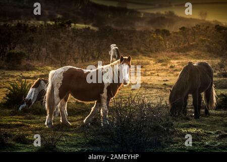 Wild Bodmin pony di pascolare su Goonzion Downs su Bodmin Moor in Cornovaglia. Foto Stock