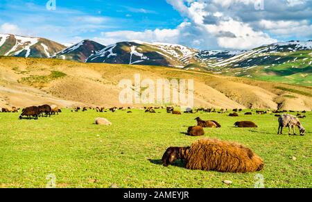 Allevamento di ovini nelle montagne della Turchia orientale Foto Stock
