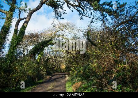 Un sentiero fangoso nei boschi Colan, i motivi ricoperta della storica Abete Hill Manor in Parrocchia Colan in Newquay in Cornovaglia. Foto Stock