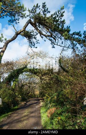 Un sentiero fangoso nei boschi Colan, i motivi ricoperta della storica Abete Hill Manor in Parrocchia Colan in Newquay in Cornovaglia. Foto Stock