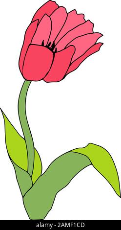 Tulipano in stile cartoon disegnato a mano isolato su sfondo bianco.Primavera fiore.Presente per la Giornata della Donna. Pianta colorata Illustration.Easter symbol.Sign si Illustrazione Vettoriale