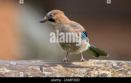 Primo piano di giovane e selvaggio uccello di fieno britannico (Garrulus glandarius) isolato all'aperto in estate arroccato su tronchi giardino. Cavidi del Regno Unito. Foto Stock