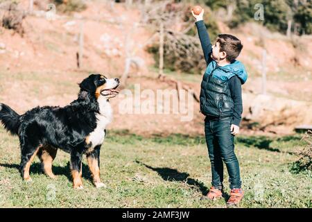 Ragazzino che gioca con un cane del monte Bernese Foto Stock