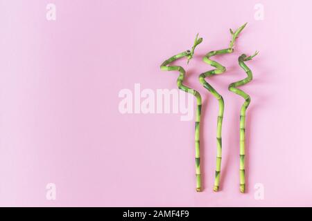 Tre rami di bambù giacendo su sfondo rosa piatto lay. Ecologia sfondo naturale con piante di bambù. Spazio di copia. Foto Stock