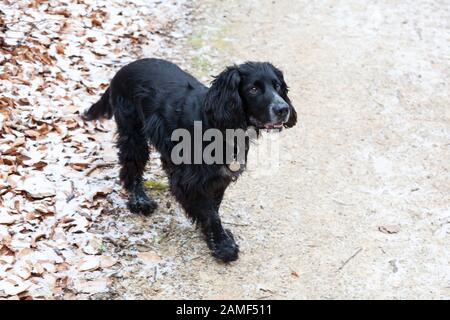 Black spaniel cane, Cobenzl, Vienna, Austria. Foto Stock