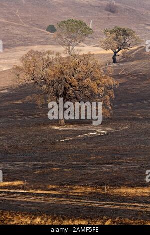 Lexton Australia / Dopo gli incendi nel bush in Lexton Victoria Australia. Foto Stock