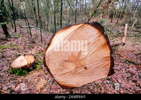 Vista agli anelli annuali di un albero appena abbattuto nella foresta invernale. Visto in Baviera, Germania nel mese di gennaio. Foto Stock