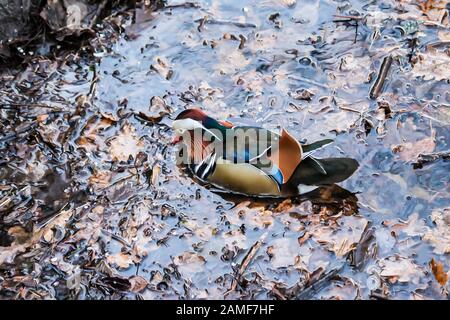 Un mandarino maschio nuota in un canale. Una buona immagine per un sito su uccelli, anatre, fauna selvatica, arte, pittura. Foto Stock