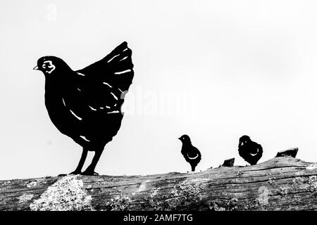 Una silhouette di pollo in metallo nero isolata su sfondo bianco Foto Stock