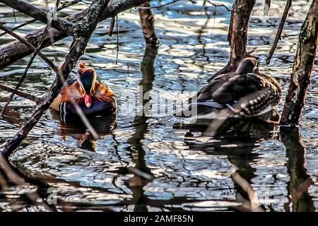 Le anatre mandarino maschio e femmina nuotano nel lago. La vita di uccelli selvatici nel parco.UNA buona immagine per un sito su uccelli, anatre, fauna selvatica, arte, pittura. Foto Stock