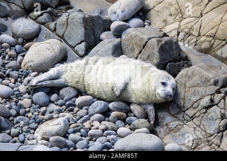 Primo piano di cute baby, neonato UK grigio sigillo (Halichoerus grypus) isolato su spiaggia di ghiaia sdraiato in estate sole. Guarnizione grigia dell'Atlantico. Inglese. Foto Stock