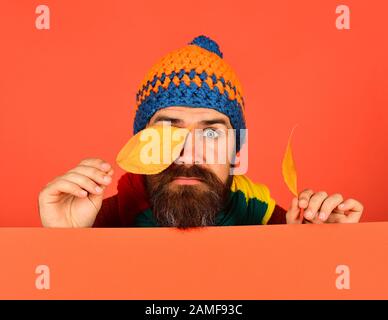 In autunno e il freddo concetto. Ottobre e Novembre tempo idea. Hipster con la barba e sorpresi di fronte si chiude gli occhi con foglia. Uomo in hat detiene il ciliegio foglie su sfondo arancione, spazio di copia Foto Stock