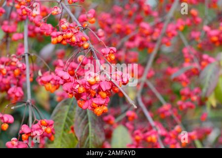 Euonymus europaeus 'cascata rossa' albero del mandrino che mostra distintive frutti rosa brillante e semi d'arancio in autunno. REGNO UNITO Foto Stock