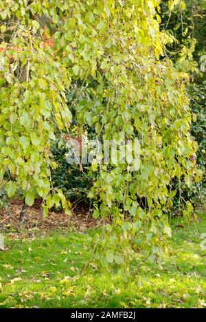 Morus alba 'Pendula'. Pianto albero di gelso bianco in tarda estate che mostra caratteristica pianto abitudine. REGNO UNITO Foto Stock