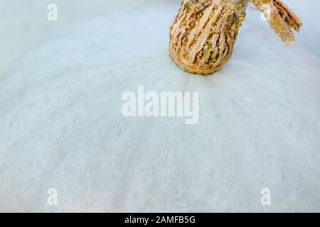 Cucurbita Maxima "Principe Ereditario". Crown Prince squash che mostra la pelle blu argento distintiva da vicino. REGNO UNITO Foto Stock