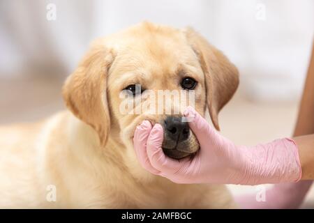 assistente veterinario tiene mascelle di cucciolo, cane mordente mano del veterinario. Foto Stock